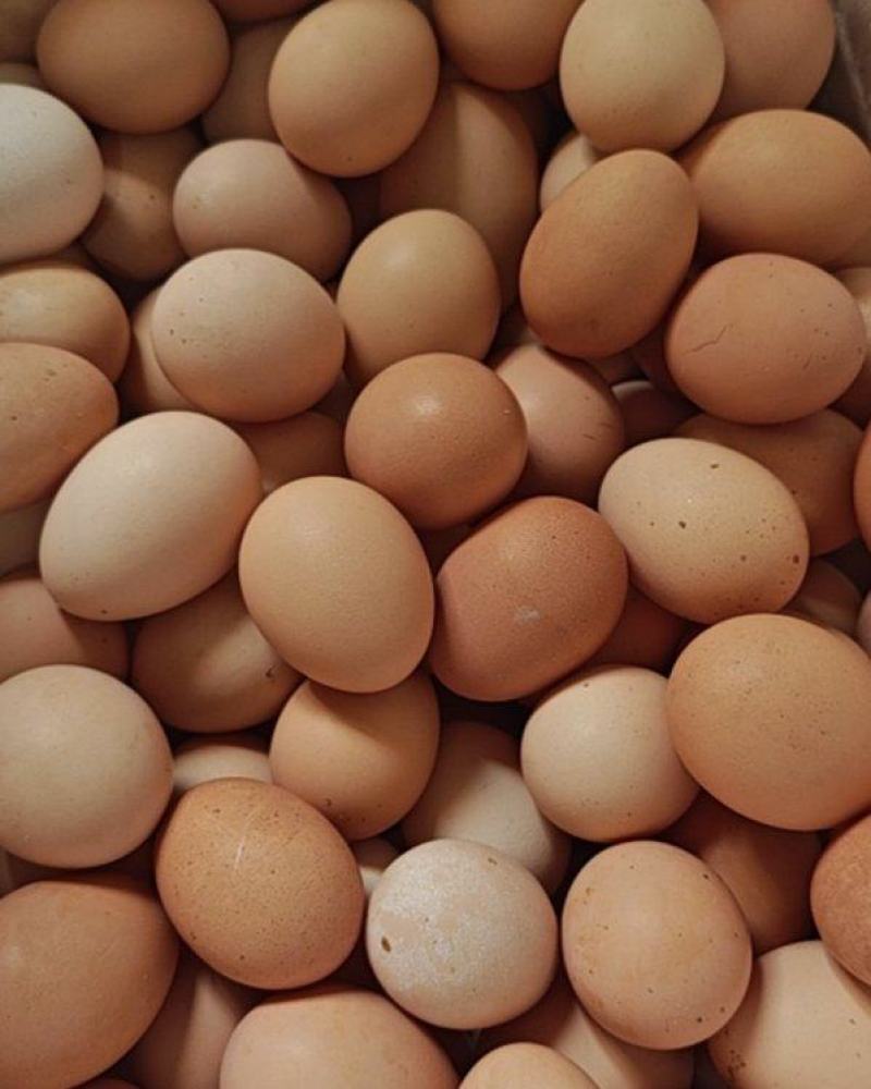 青龙溜达鸡🥚蛋