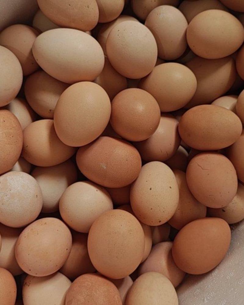 青龙溜达鸡🥚蛋
