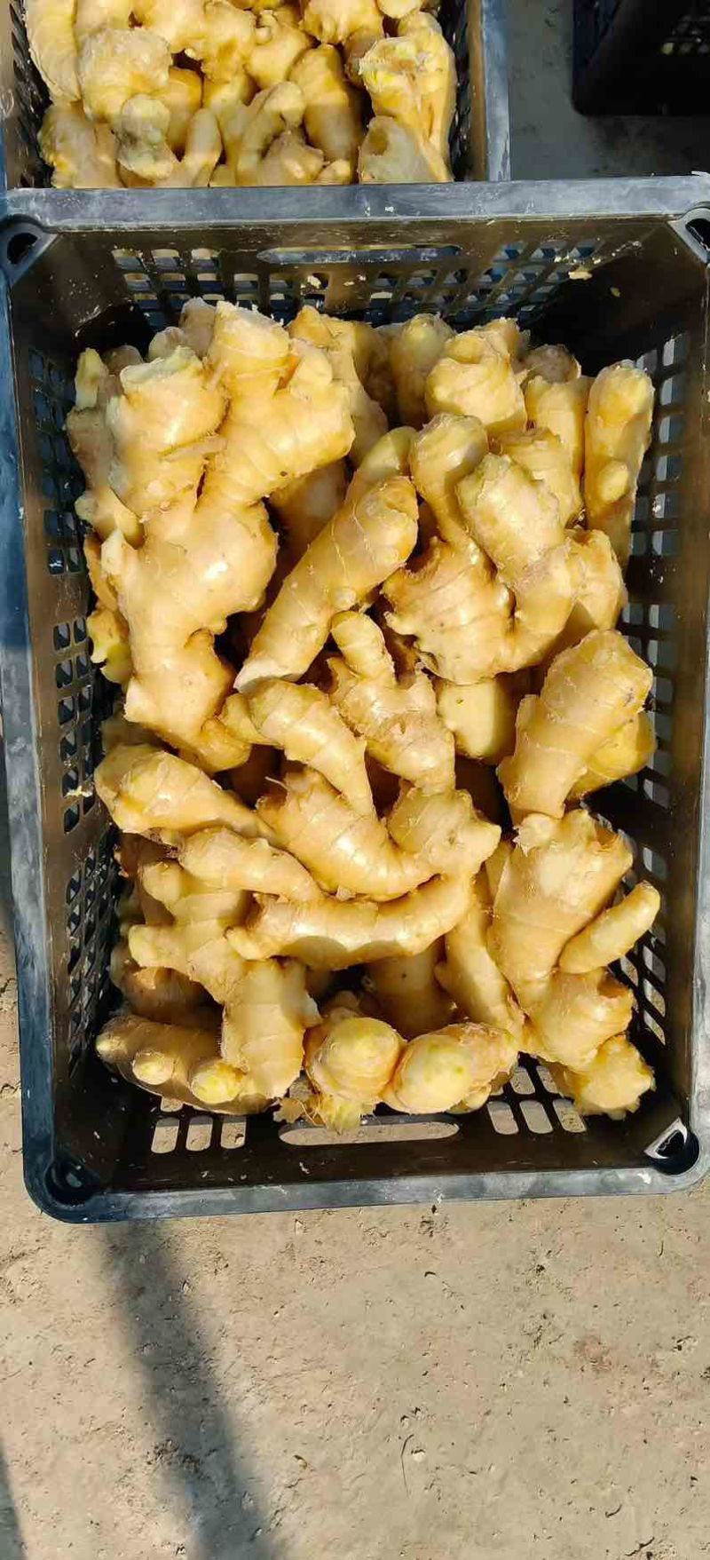 山东优质生姜沙土/水洗/窖藏/风干/烘干电商出口市场价低