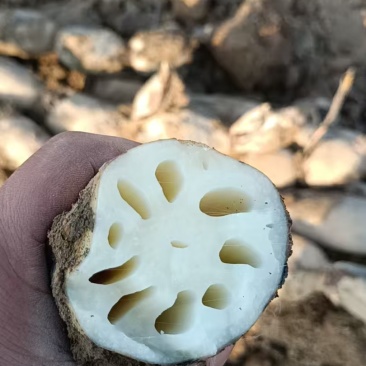 高品质清水莲藕