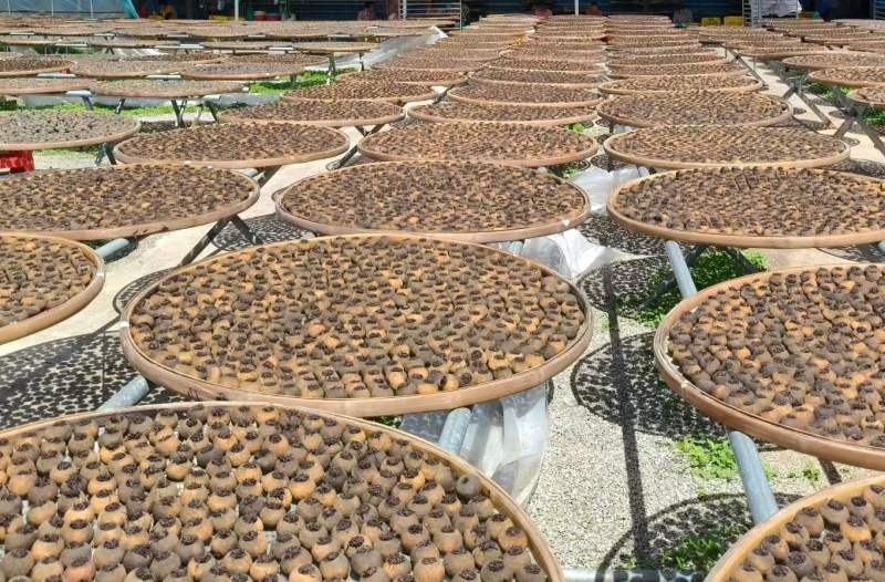 小青柑茶厂家批量走货