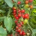 玲珑小番茄（釜山88）基地直供，货源充足，量大优惠