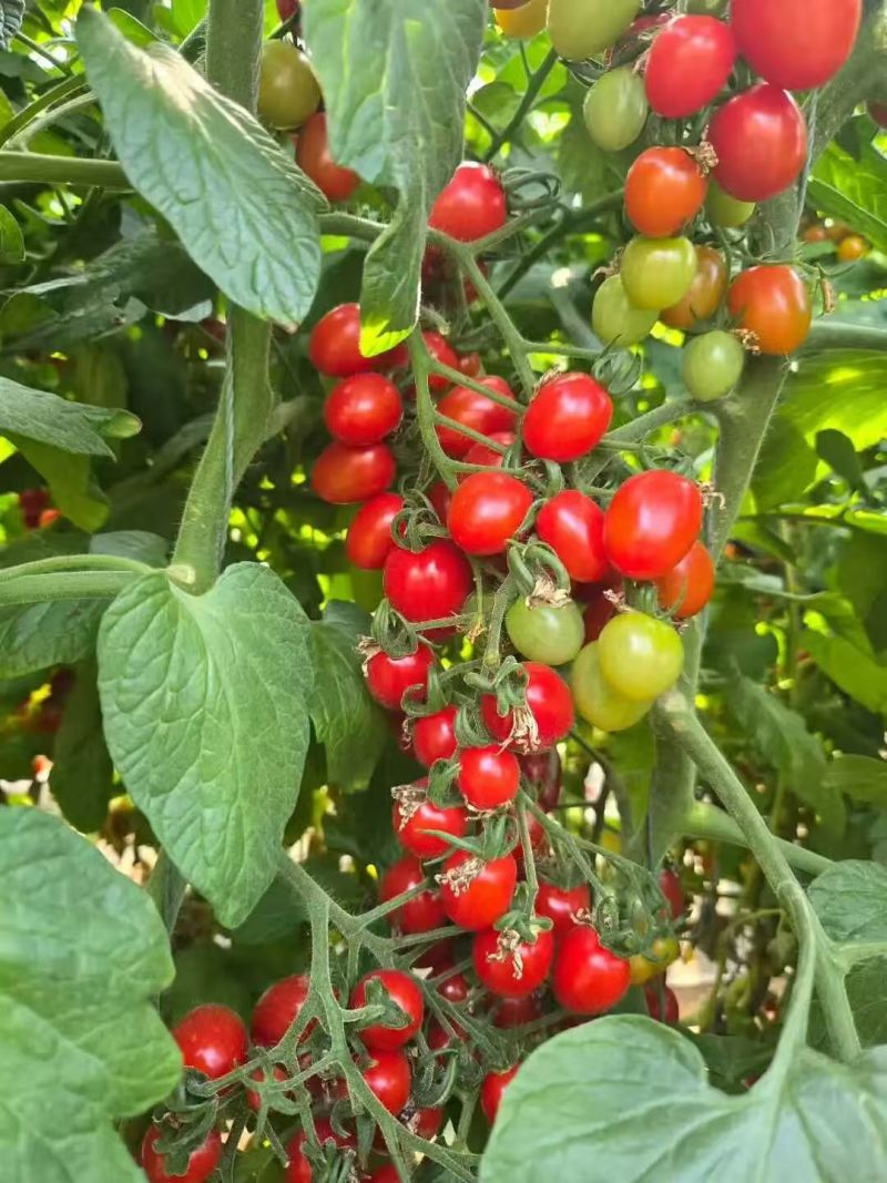 玲珑小番茄（釜山88）基地直供，货源充足，量大优惠