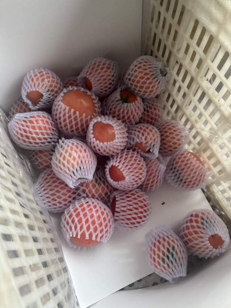 口感硬粉西红柿