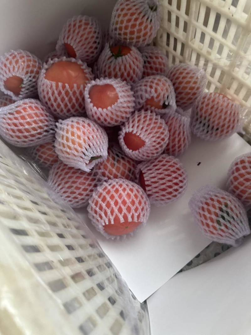 口感硬粉西红柿