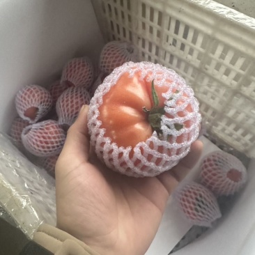 口感硬粉西红柿