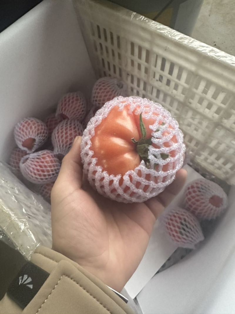 口感硬粉西红柿