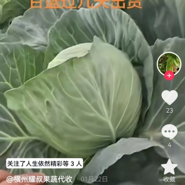 精品甘蓝