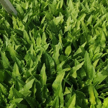 650板精品油麦菜