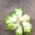 毕节晚熟儿菜