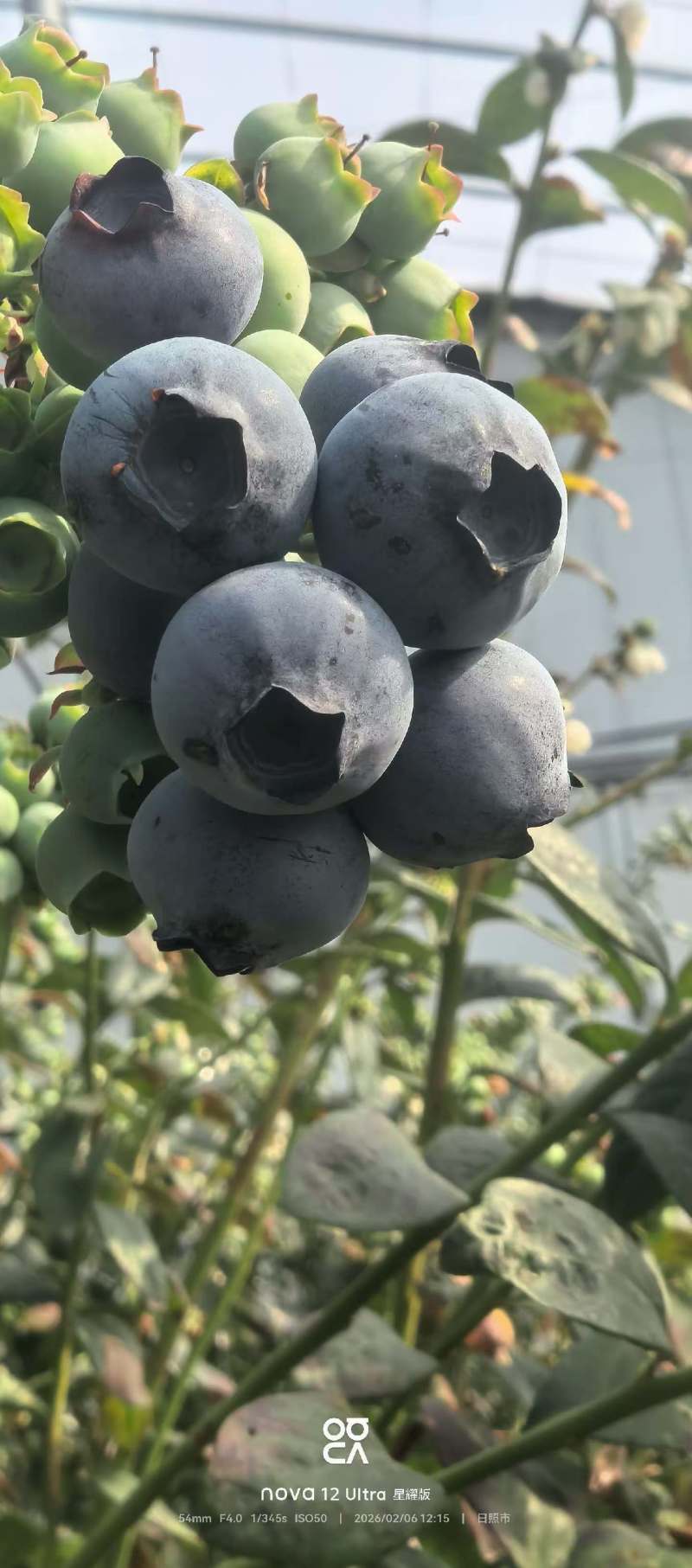山东花香蓝莓，山东蓝莓