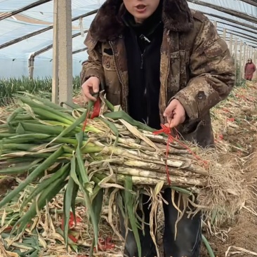 山东大葱，毛葱，净葱现挖现发