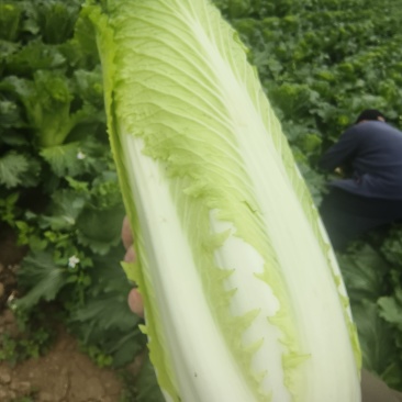 广西大白菜(卷茼青）