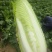 广西大白菜(卷茼青）
