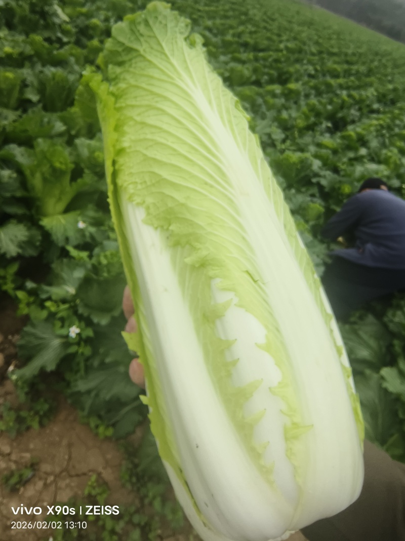 广西大白菜(卷茼青）