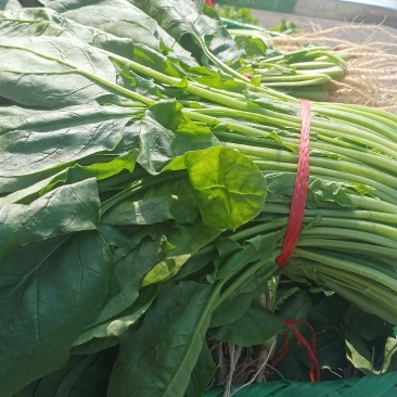 波菜
