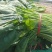 波菜