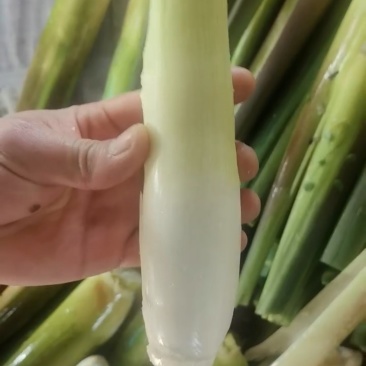新鲜茭白已大量上市规格齐全，四季供应各大电商平台商
