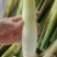 新鲜茭白已大量上市规格齐全，四季供应各大电商平台商