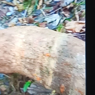 葛根