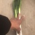 大葱