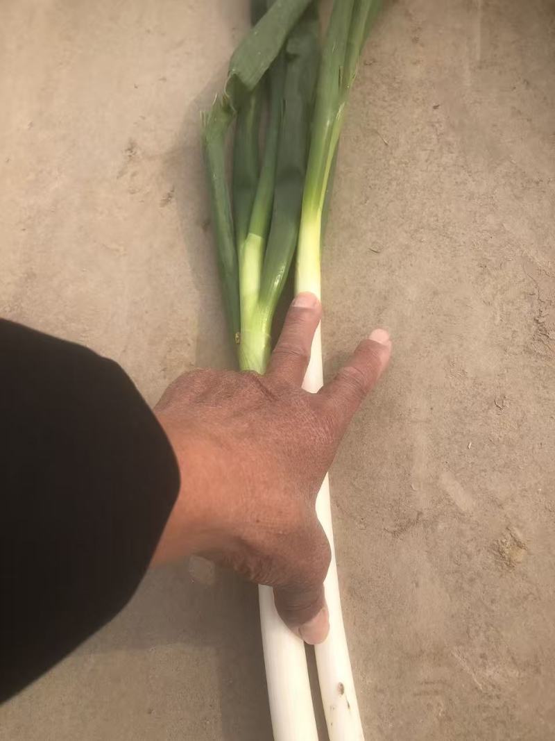 大葱