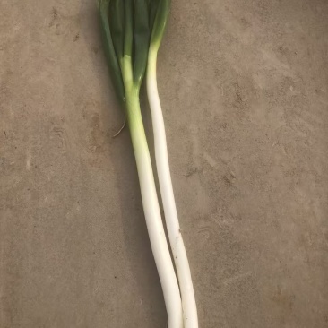 大葱