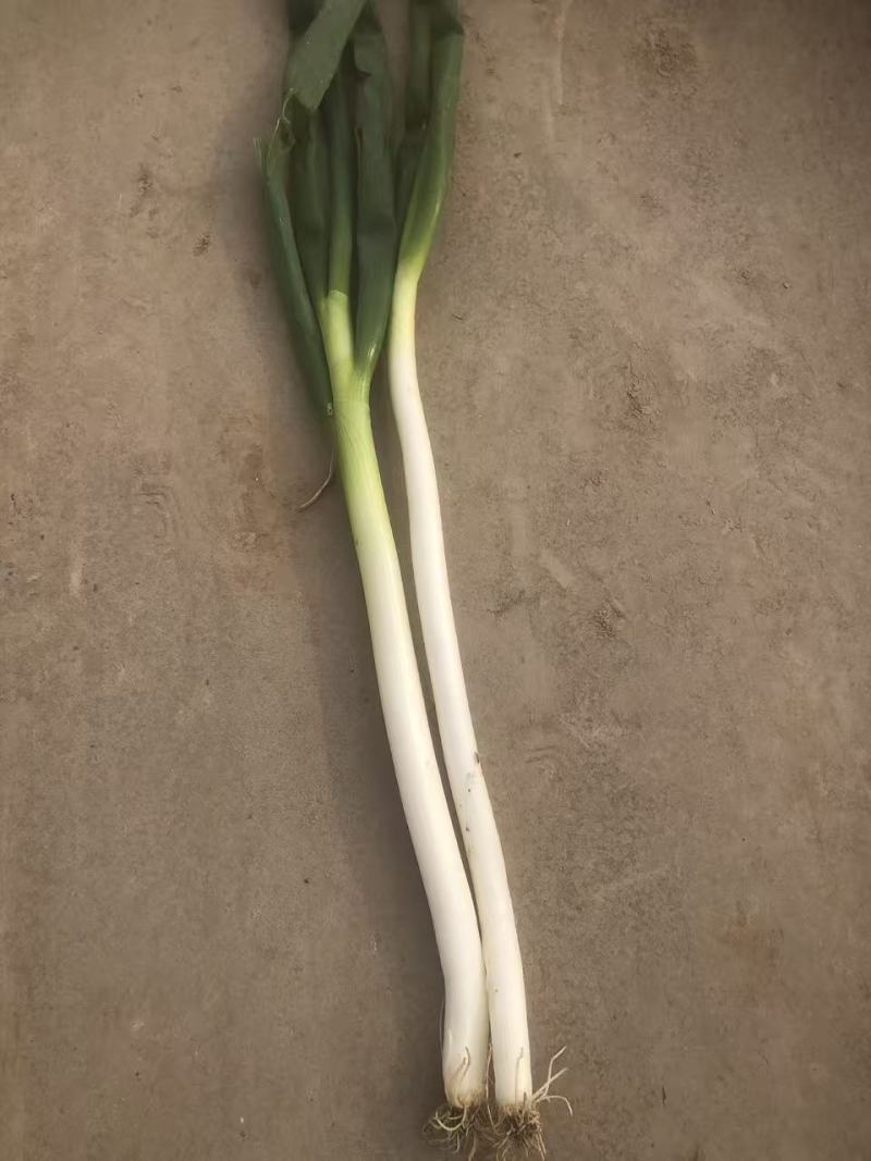 大葱