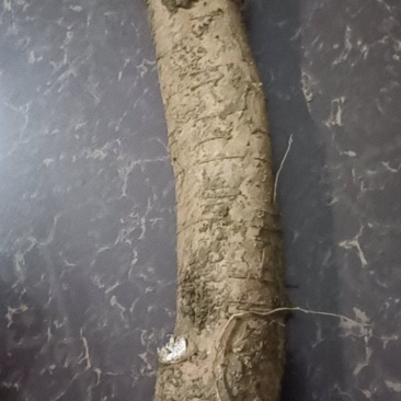 玉郎伞