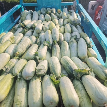 临沂费县博洋61甜甜大量供应