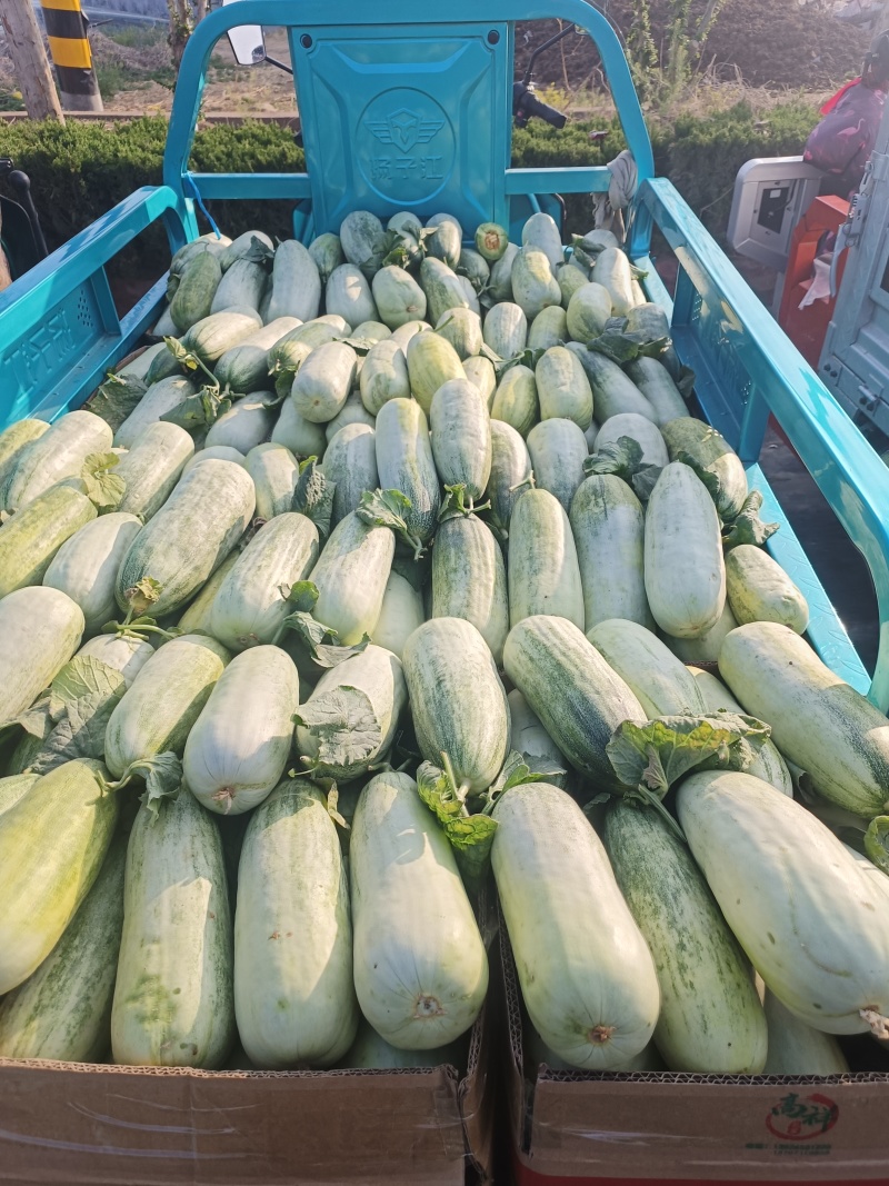 临沂费县博洋61甜甜大量供应