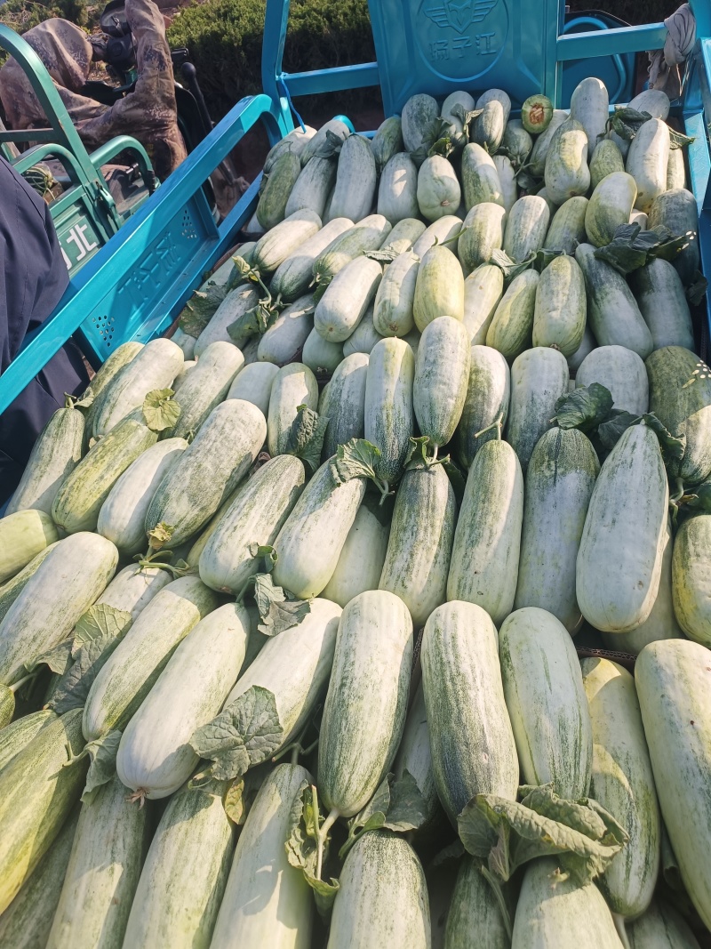 临沂费县博洋61甜甜大量供应