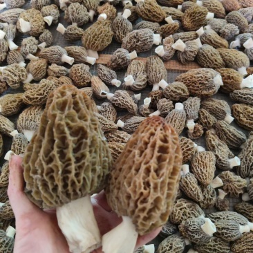 羊肚菌