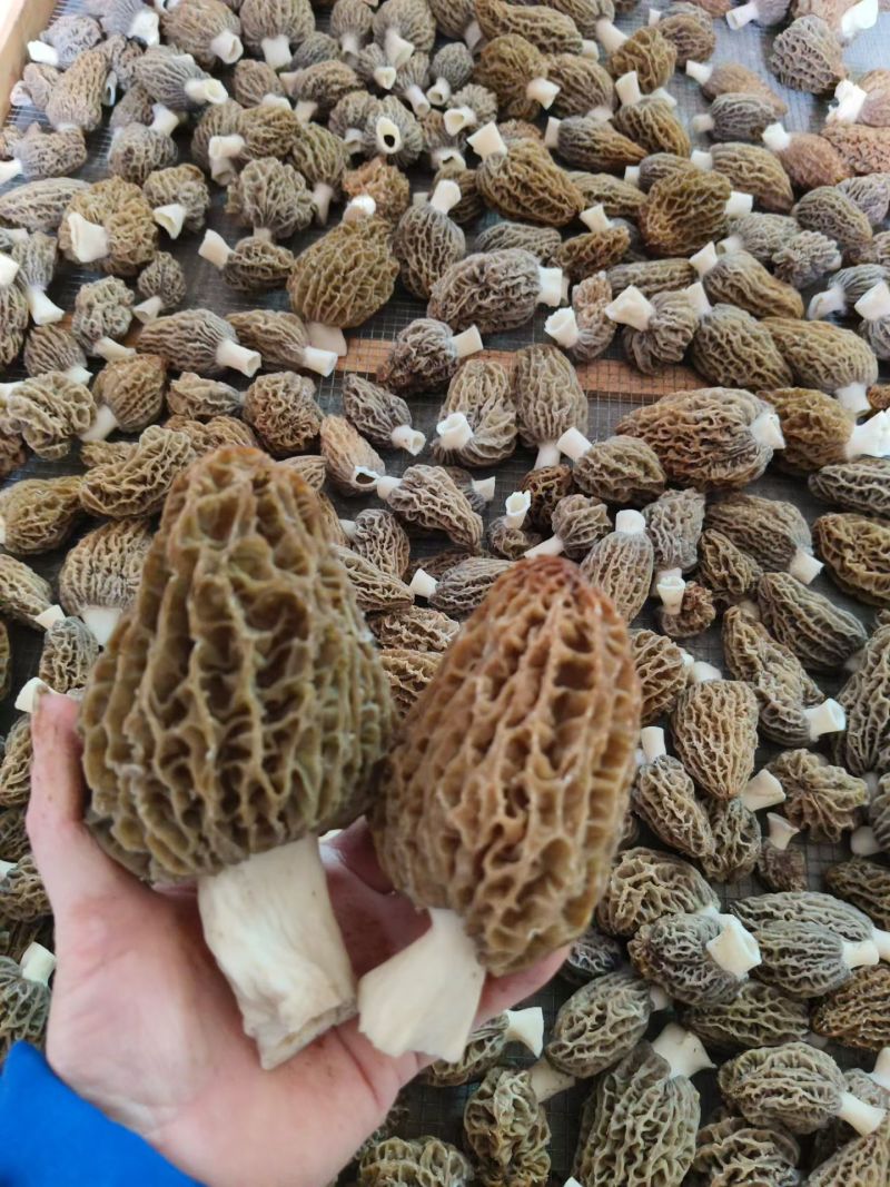 羊肚菌