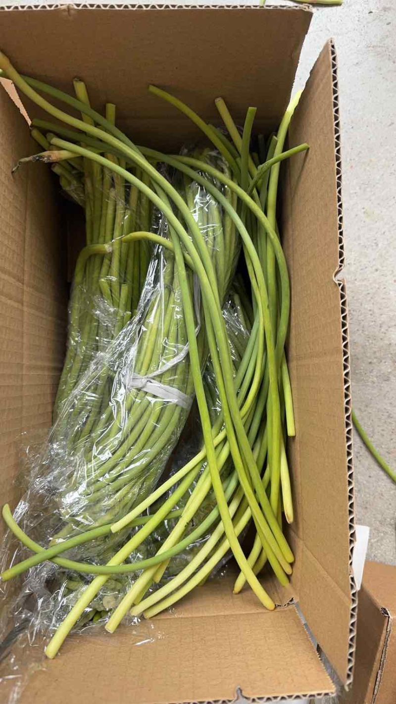 蒜苔电商一件代发