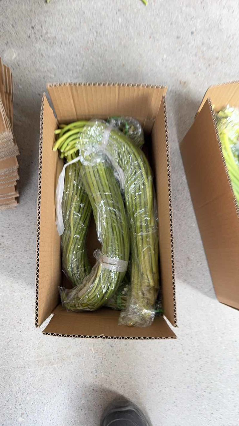 蒜苔电商一件代发