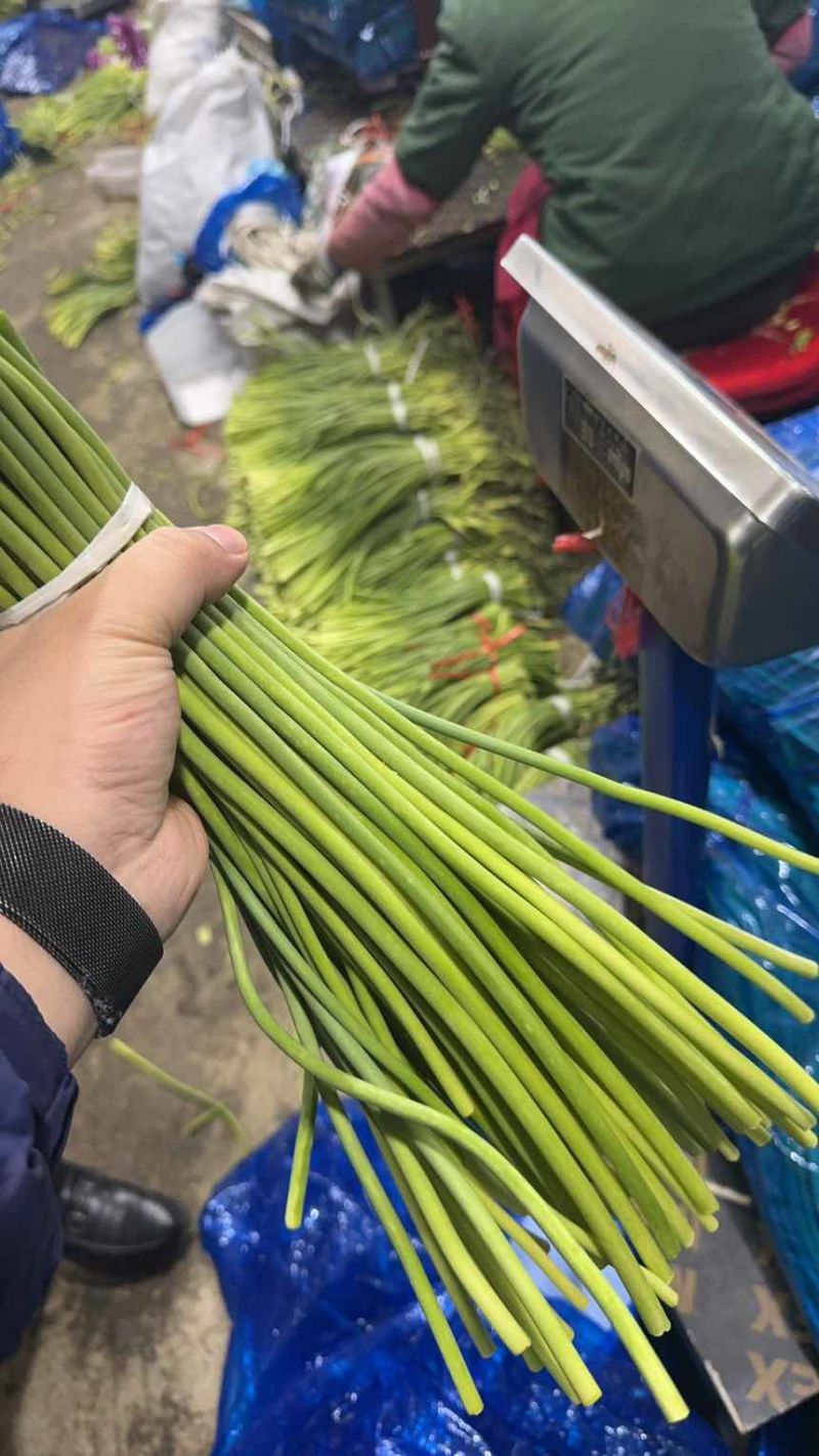 蒜苔电商一件代发