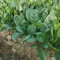 菠菜