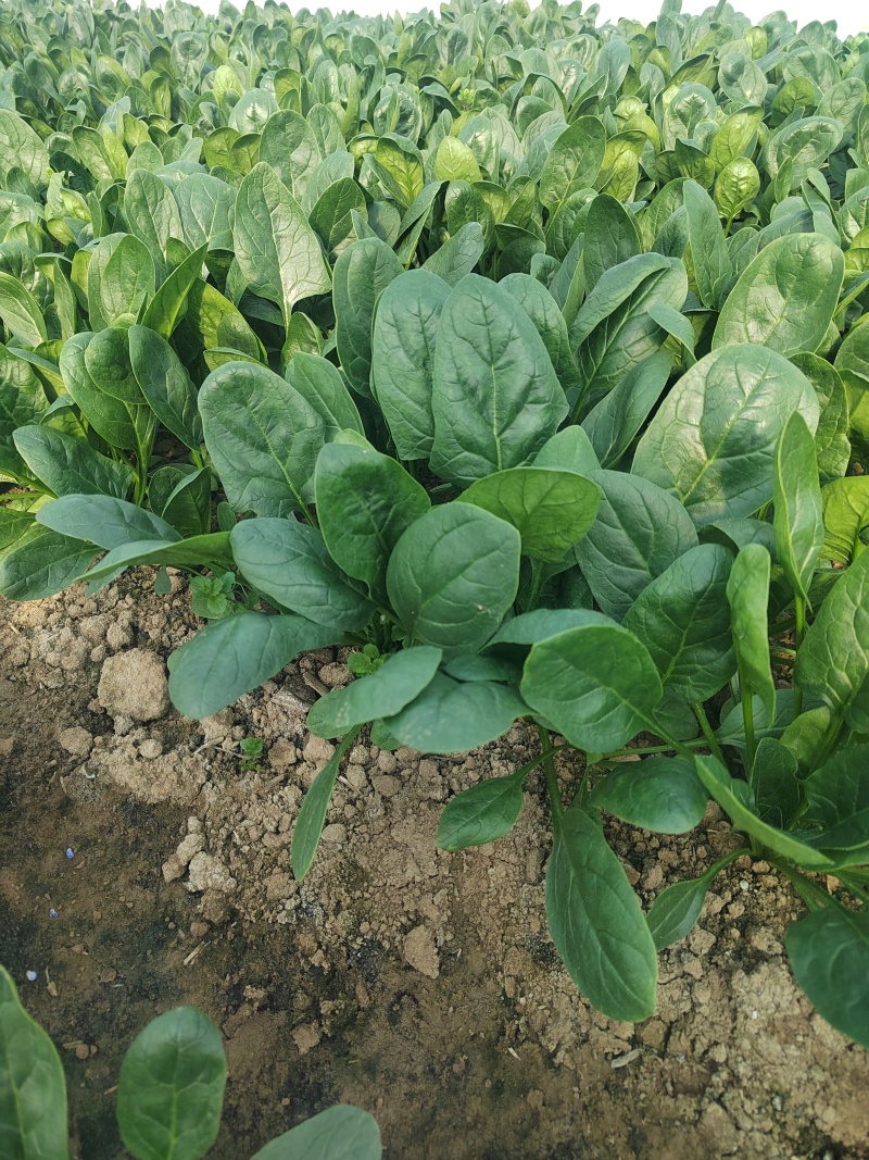 菠菜