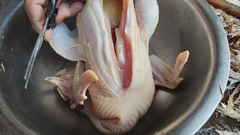 鸭子