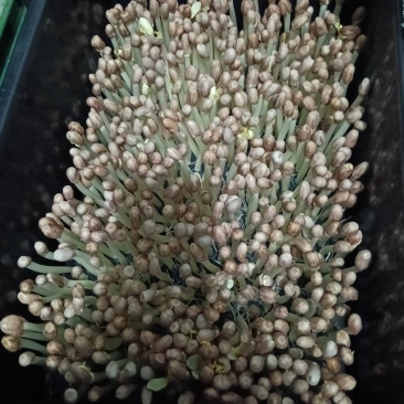 香椿苗，花生芽，豌豆苗，萝卜芽