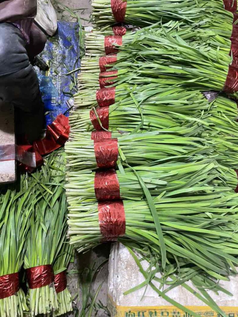 寿光精品韭菜，每天现割现收现包装，当天发货，质量嘎嘎好