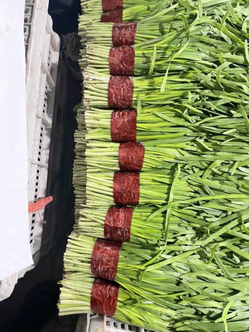 寿光精品韭菜，每天现割现收现包装，当天发货，质量嘎嘎好