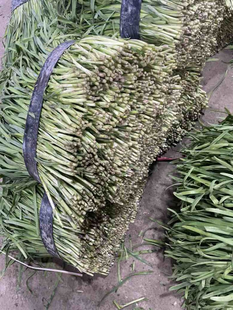 寿光精品韭菜，每天现割现收现包装，当天发货，质量嘎嘎好