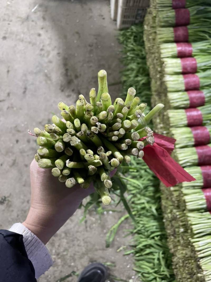 寿光精品韭菜，每天现割现收现包装，当天发货，质量嘎嘎好