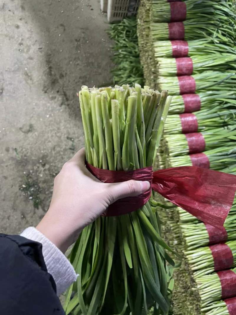 寿光精品韭菜，每天现割现收现包装，当天发货，质量嘎嘎好