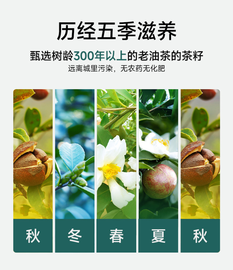 炊師傅甄选原料物理压榨山茶油