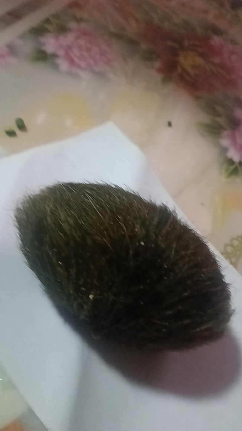 猪宝