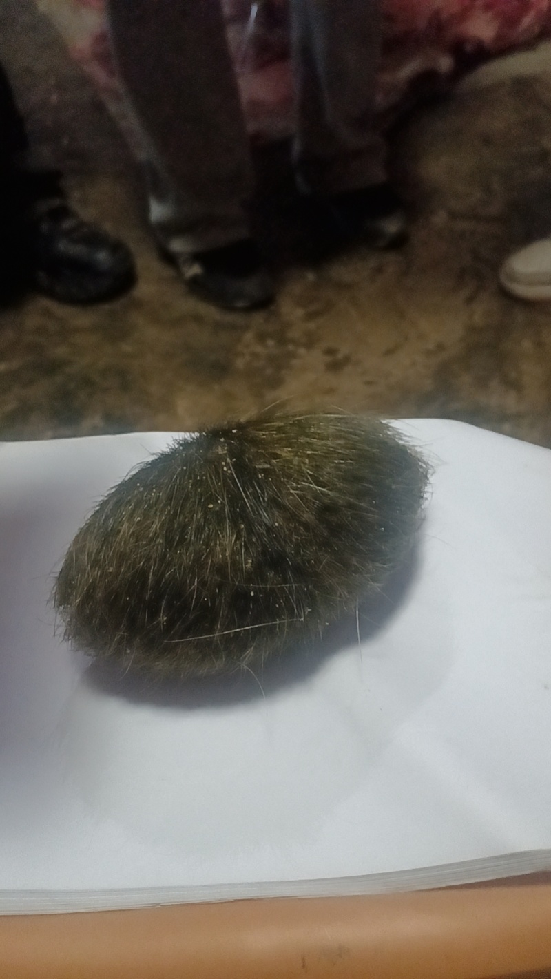 猪宝