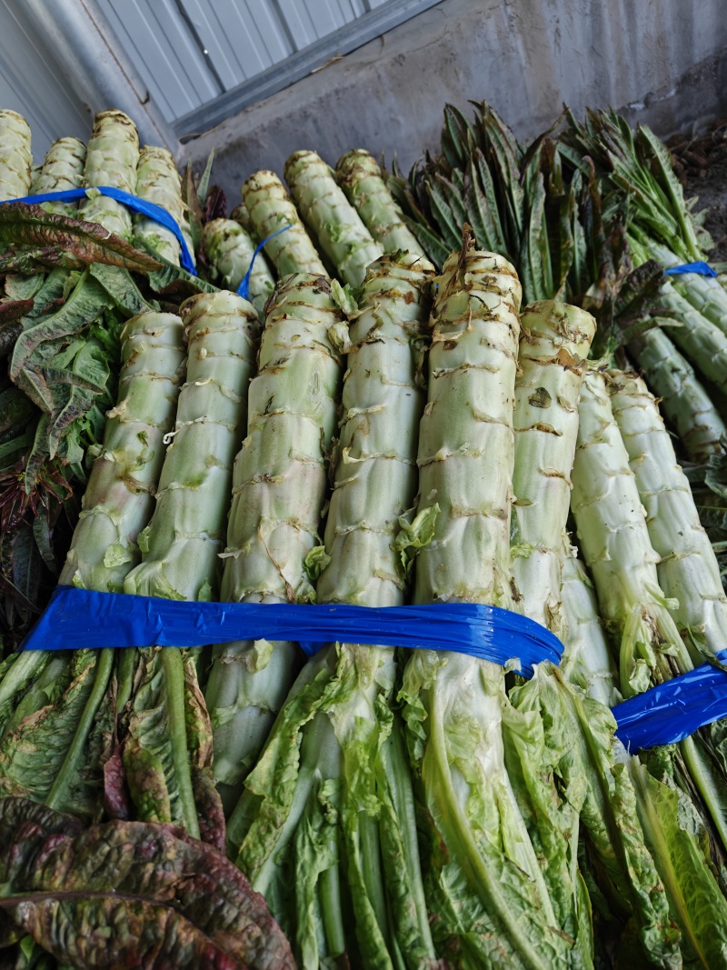 新鲜莴苣
